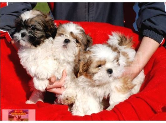 Vonalpet Garanti̇si̇yle Mükemmel Kali̇tede Shi̇h Tzu  Yavrularimiz görsel