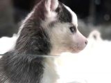 VONALPET GARANTİSİYLE MÜKEMMEL KALİTEDE SİBİRYA KURDU (HUSKY)  YAVRULARIMIZ