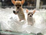 Vonalpet Garanti̇si̇yle Mükemmel Kali̇tede Chi̇huahua (Şi̇vava) Yavrularimiz