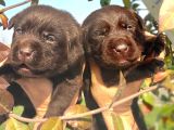 Çikolata Labrador