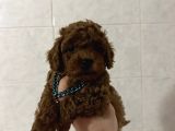 Dark Red Brown Toy Poodle Bebekleri̇mi̇z