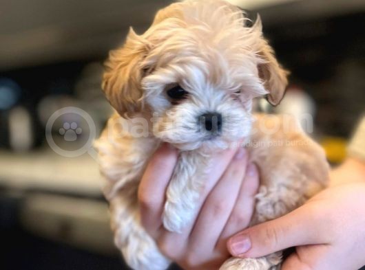 Anne Baba 2 Kore Kanı Maltipoo Yavrularımız görsel