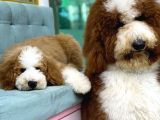 Giant Royal Colour Chinese Poodle Puppies