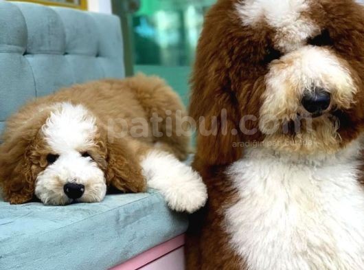 Giant Royal Colour Chinese Poodle Puppies görsel