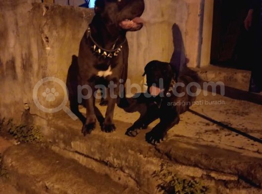 Fabrika Canavarı Dev Cane Corsa Yavru görsel