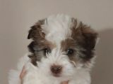 Maltipoo Bebeğimiz Yeni Yuvasına Gitmeye Hazır