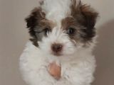 Maltipoo bebeğimiz yeni yuvasına gitmeye hazır