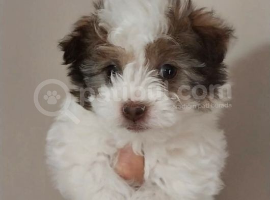 Maltipoo Bebeğimiz Yeni Yuvasına Gitmeye Hazır