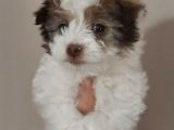 Maltipoo Bebeğimiz Yeni Yuvasına Gitmeye Hazır