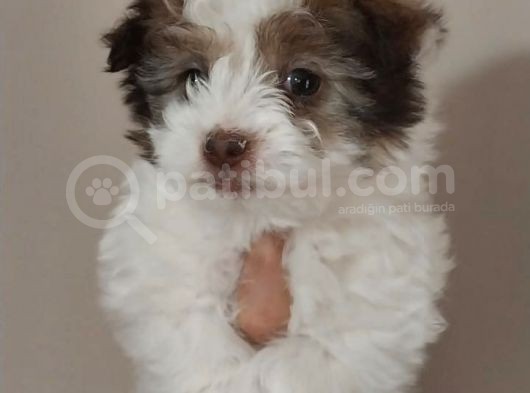 Maltipoo Bebeğimiz Yeni Yuvasına Gitmeye Hazır görsel