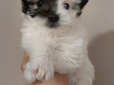 Maltipoo Bebeğimiz Yeni Yuvasına Gitmeye Hazır