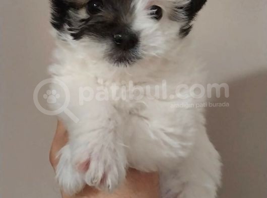 Maltipoo Bebeğimiz Yeni Yuvasına Gitmeye Hazır görsel