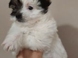 Maltipoo Bebeğimiz Yeni Yuvasına Gitmeye Hazır