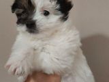 Maltipoo Bebeğimiz Yeni Yuvasına Gitmeye Hazır