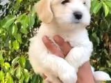 Vonalpet Garanti̇si̇yle Mükemmel Kali̇tede Maltese Terri̇er  Yavrularimiz