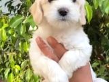 Vonalpet Garanti̇si̇yle Mükemmel Kali̇tede Maltese Terri̇er  Yavrularimiz
