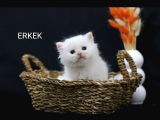 2 Aylik Kıpır Kıpır Scr Li Erkek Yavrumuz