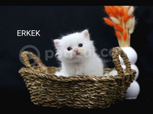 2 Aylik Kıpır Kıpır Scr Li Erkek Yavrumuz görsel