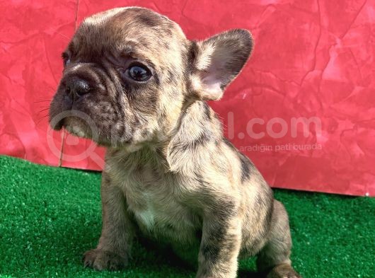 Mi̇cro Yapida Erkek French Bulldog Fawn Merle Yavrumuz görsel