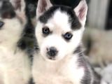 Vonalpet Garanti̇si̇yle Mükemmel Kali̇tede  Si̇bi̇rya Kurdu (Husky) Yavrularimiz