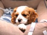 Vonalpet Garanti̇si̇yle Mükemmel Kali̇tede Cavali̇er Ki̇ng Charles  Yavrularimiz
