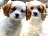 Vonalpet Garanti̇si̇yle Mükemmel Kali̇tede Cavali̇er Ki̇ng Charles  Yavrularimiz