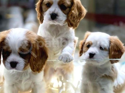Vonalpet Garanti̇si̇yle Mükemmel Kali̇tede Cavali̇er Ki̇ng Charles  Yavrularimiz