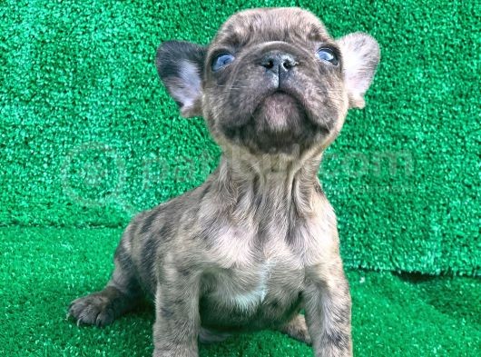 Fawn Merle French Bulldog Erkek 