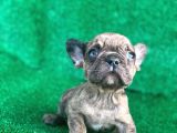 Fawn Merle French Bulldog Erkek 
