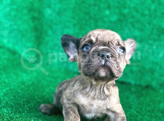 Fawn Merle French Bulldog Erkek  görsel