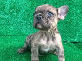 Fawn Merle French Bulldog Erkek 