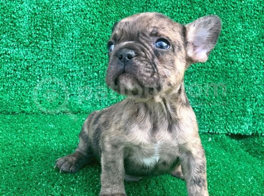 Fawn Merle French Bulldog Erkek  görsel