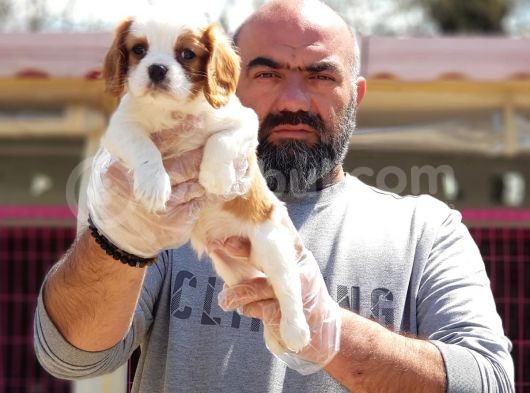 Cavali̇er Ki̇ng Charles Yavrusu