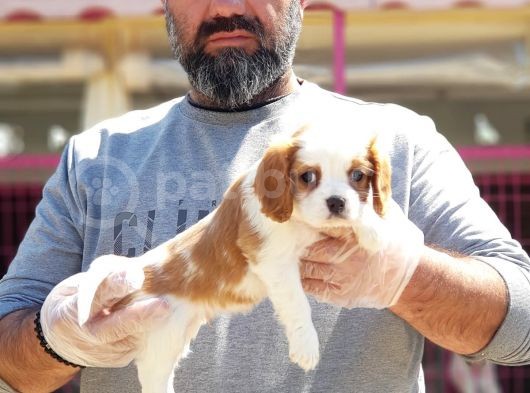 Cavali̇er Ki̇ng Charles Yavrusu görsel