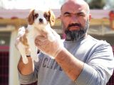 Cavali̇er Ki̇ng Charles Yavrusu