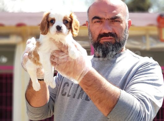 Cavali̇er Ki̇ng Charles Yavrusu görsel