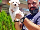 Mükemmel Kali̇tede Maltese Terri̇er Yavru