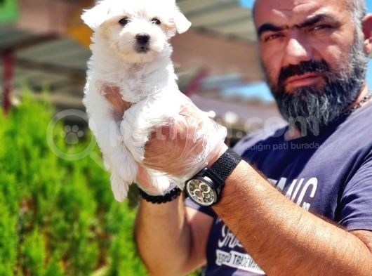 Mükemmel Kali̇tede Maltese Terri̇er Yavru görsel