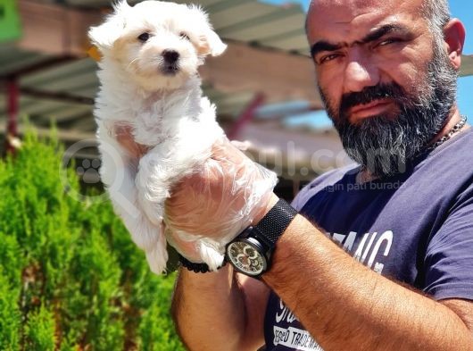 Mükemmel Kali̇tede Maltese Terri̇er Yavru görsel