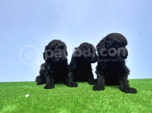 Si̇yah Toy Poodle Yavrusu görsel
