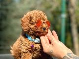 Irkının En Iyisi Orjinal Toy Poodle Yavrular