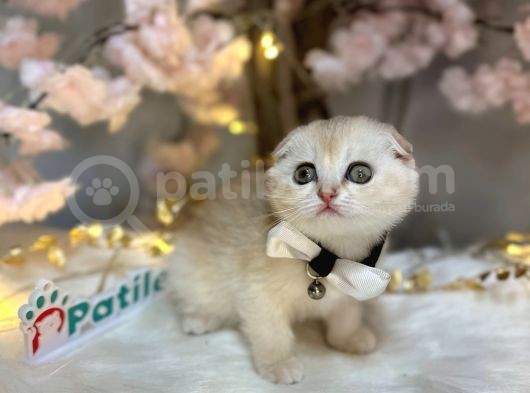 Nadi̇r Renk Scotti̇sh Fold Ay11 görsel