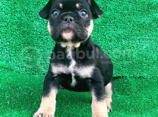 Hari̇ka Anatomi̇ Black - Tan French Bulldog