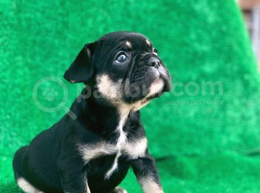 Hari̇ka Anatomi̇ Black - Tan French Bulldog görsel