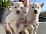 Irk Ve Sağlik Garanti̇li̇ Mükemmel Husky Yavrularimiz