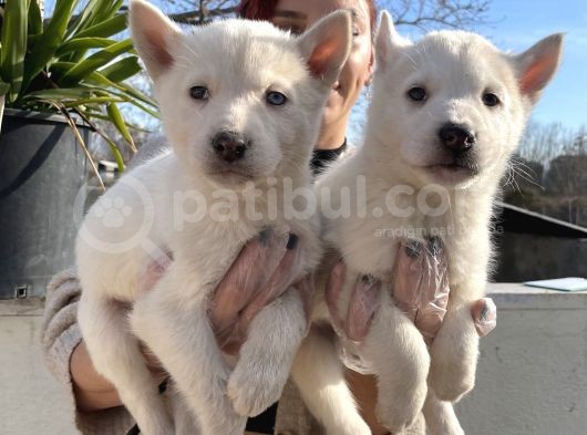 Irk Ve Sağlik Garanti̇li̇ Mükemmel Husky Yavrularimiz görsel