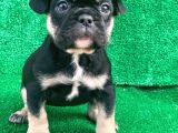 Hari̇ka Anatomi̇ Black - Tan French Bulldog