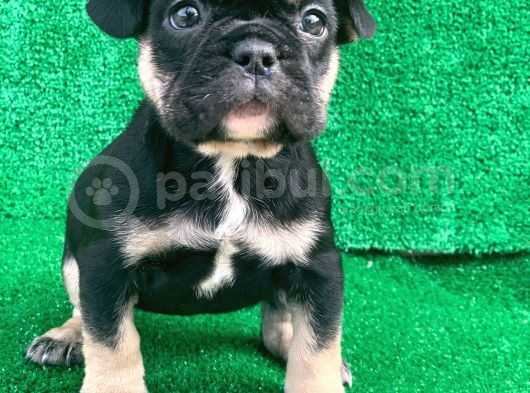 Hari̇ka Anatomi̇ Black - Tan French Bulldog görsel