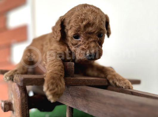 Toy Poodle Tüy Dökmez Orjinal Safkan Kahverengi Kaniş görsel