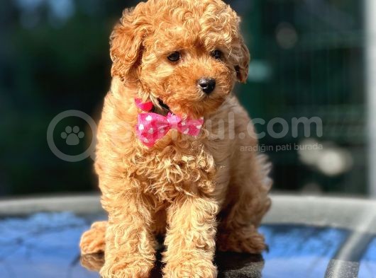 Red Brown Toy Poodle görsel